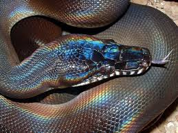 black holographicsnake